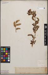 Foto von Salix cinerea L.
